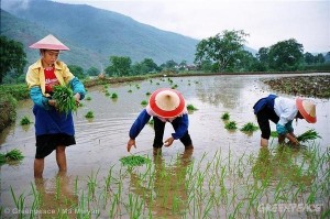 Women Plant Rice in Xinping